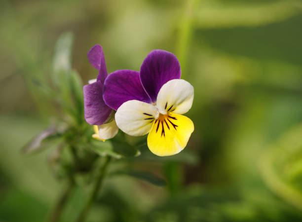 300 HELEN MOUNT JOHNNY JUMP UP SEEDS | SALE FREE SHIPPING NON GMO