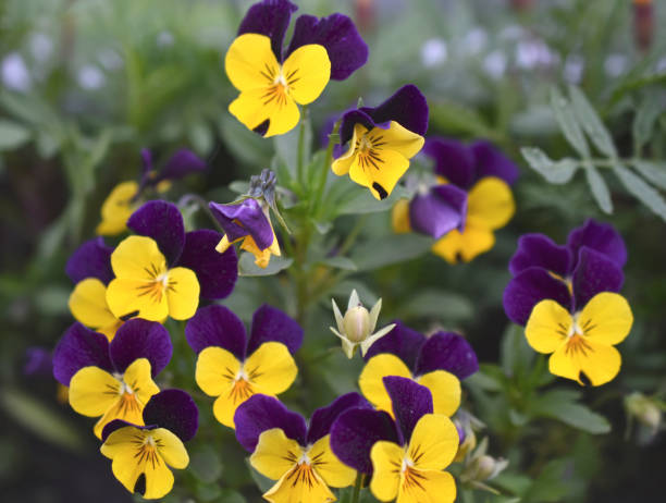 300 HELEN MOUNT JOHNNY JUMP UP SEEDS | SALE FREE SHIPPING NON GMO