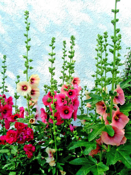 20 HOLLYHOCK SEEDS | 2026 SALE FREE SHIPPING NON GMO HEIRLOOM