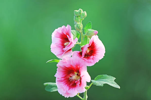 20 HOLLYHOCK SEEDS | 2026 SALE FREE SHIPPING NON GMO HEIRLOOM