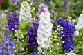 100 IMPERIAL ROCKET LARKSPUR SEED MIX |2026 SALE FREE SHIPPING NON GMO HEIRLOOM