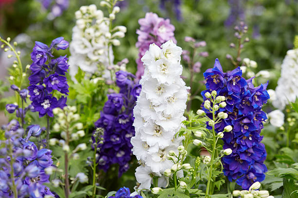 100 IMPERIAL ROCKET LARKSPUR SEED MIX |2026 SALE FREE SHIPPING NON GMO HEIRLOOM