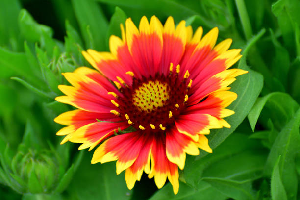 300 INDIAN BLANKET SEEDS | SALE FREE SHIPPING NON GMO HEIRLOOM FIREWHEEL