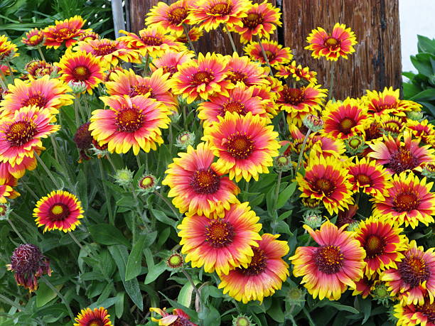 300 INDIAN BLANKET SEEDS | SALE FREE SHIPPING NON GMO HEIRLOOM FIREWHEEL