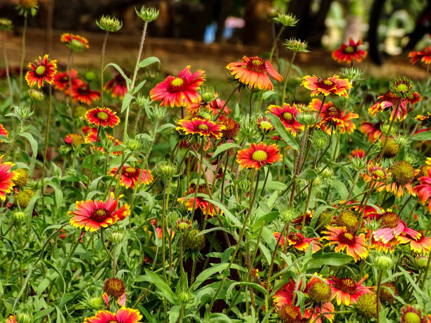 300 INDIAN BLANKET SEEDS | SALE FREE SHIPPING NON GMO HEIRLOOM FIREWHEEL