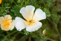 100 IVORY CASTLE CALIFORNIA POPPY SEEDS | 2026 FREE SHIPPING NON GMO HEIRLOOM