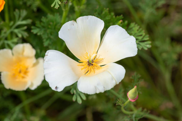 100 IVORY CASTLE CALIFORNIA POPPY SEEDS | 2026 FREE SHIPPING NON GMO HEIRLOOM