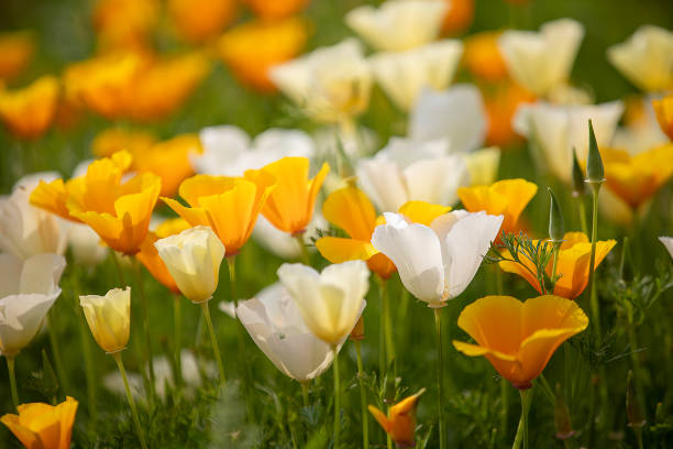 100 IVORY CASTLE CALIFORNIA POPPY SEEDS | 2026 FREE SHIPPING NON GMO HEIRLOOM