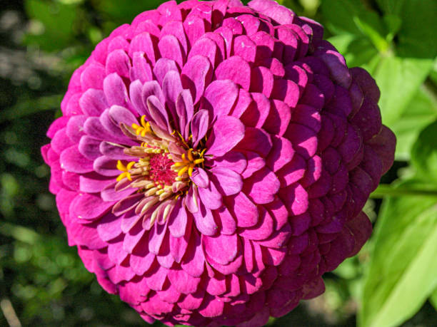 100 LAVENDER ZINNIA SEEDS | 2026 SALE FREE SHIPPING NON GMO HEIRLOOM