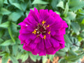 100 LAVENDER ZINNIA SEEDS | 2026 SALE FREE SHIPPING NON GMO HEIRLOOM