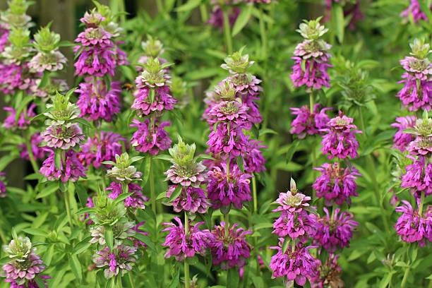 500 LEMON MINT SEEDS | 2026 SALE FREE SHIPPING NON GMO