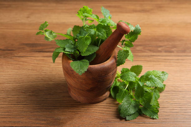 300 LEMON BALM SEEDS | 2026 SALE FREE SHIPPING NON GMO HEIRLOOM