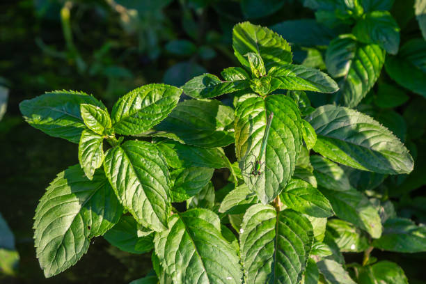 500 LEMON MINT SEEDS | 2026 SALE FREE SHIPPING NON GMO