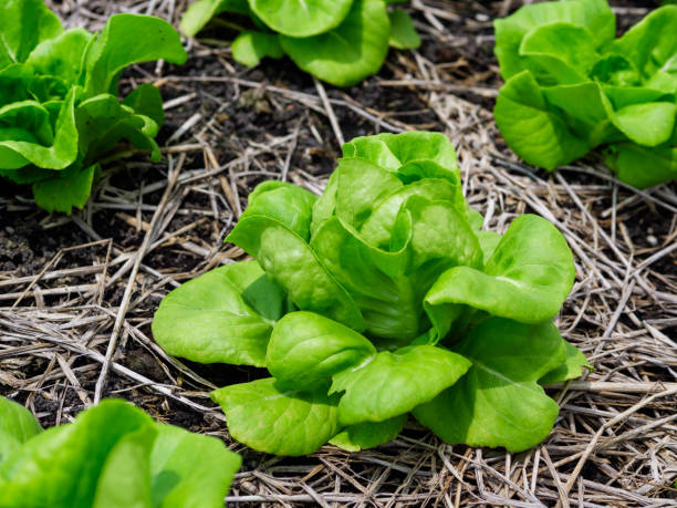 1000 LITTLE GEM BUTTERHEAD LETTUCE SEEDS | SALE FREE SHIPPING NON GMO HEIRLOOM