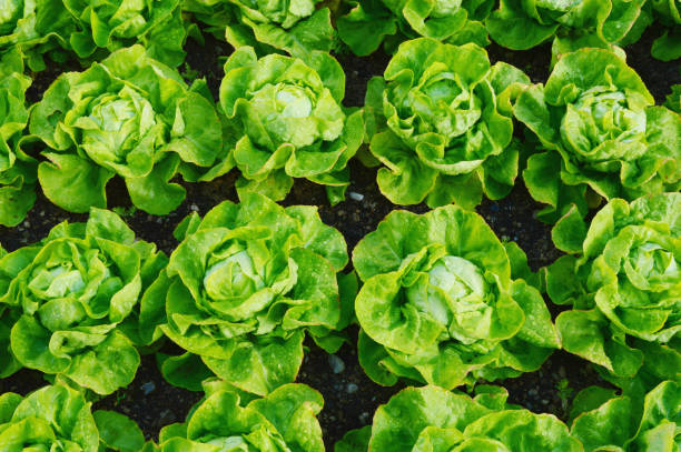 1000 LITTLE GEM BUTTERHEAD LETTUCE SEEDS | SALE FREE SHIPPING NON GMO HEIRLOOM