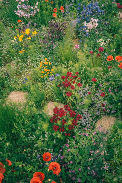 200 MCKANA GIANTS COLUMBINE SEEDMIX | 2026 SALES FREE SHIPPING NON GMO