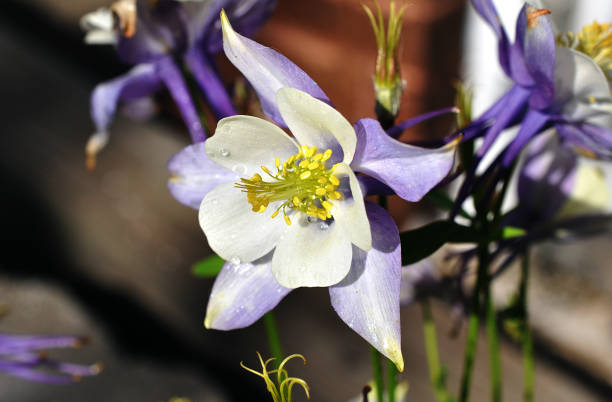 200 MCKANA GIANTS COLUMBINE SEEDMIX | 2026 SALES FREE SHIPPING NON GMO