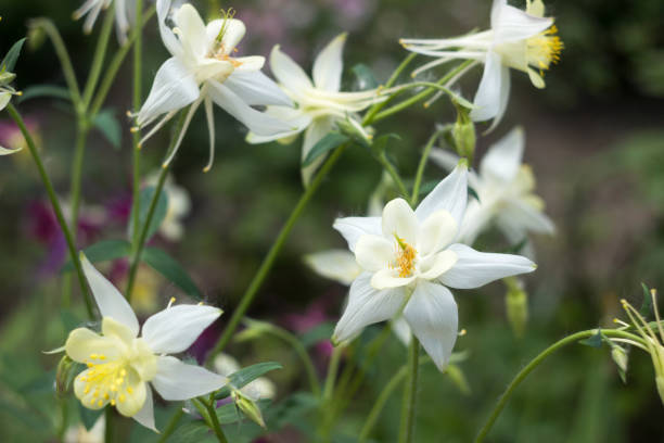 200 MCKANA GIANTS COLUMBINE SEEDMIX | 2026 SALES FREE SHIPPING NON GMO