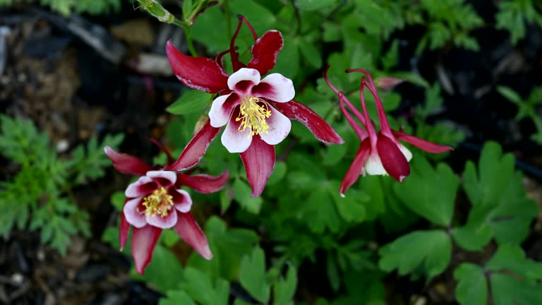 200 MCKANA GIANTS COLUMBINE SEEDMIX | 2026 SALES FREE SHIPPING NON GMO
