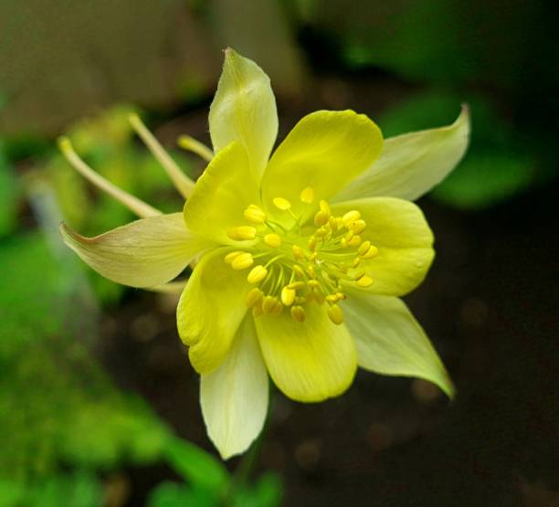 200 MCKANA GIANTS COLUMBINE SEEDMIX | 2026 SALES FREE SHIPPING NON GMO