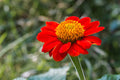 40 MEXICAN SUNFLOWER SEEDS | 2026 SALE FREE SHIPPING NON GMO HEIRLOOM