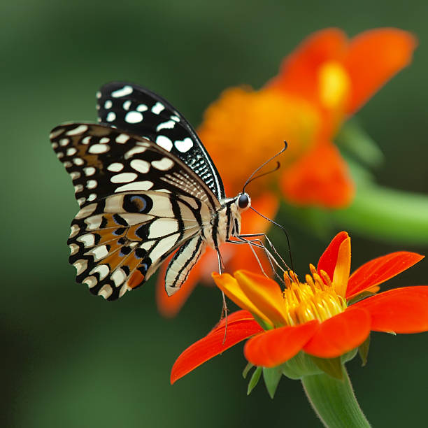 40 MEXICAN SUNFLOWER SEEDS | 2026 SALE FREE SHIPPING NON GMO HEIRLOOM