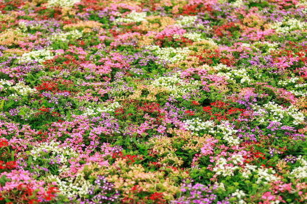 50 MOSS VERBENA SEED MIX | SALE FREE SHIPPING NON GMO HEIRLOOM