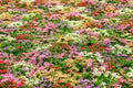50 MOSS VERBENA SEED MIX | SALE FREE SHIPPING NON GMO HEIRLOOM