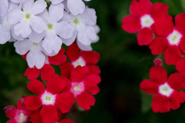 50 MOSS VERBENA SEED MIX | SALE FREE SHIPPING NON GMO HEIRLOOM