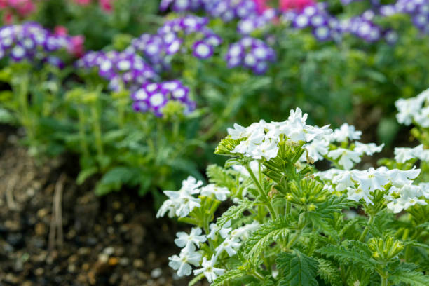 50 MOSS VERBENA SEED MIX | SALE FREE SHIPPING NON GMO HEIRLOOM