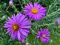 150 NEW ENGLAND ASTER SEEDS | 2026 SALE FREE SHIPPING NON GMO HEIRLOOM