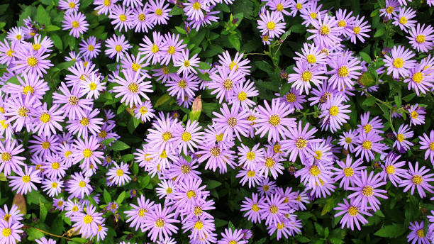 150 NEW ENGLAND ASTER SEEDS | 2026 SALE FREE SHIPPING NON GMO HEIRLOOM