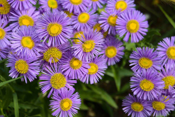 150 NEW ENGLAND ASTER SEEDS | 2026 SALE FREE SHIPPING NON GMO HEIRLOOM