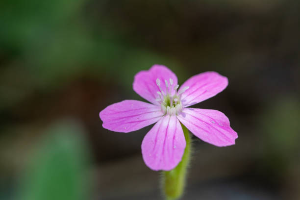 150 NODDING CATCHFLY SEEDS | SALE FREE SHIPPING NON GMO HEIRLOOM