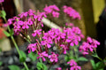 150 NODDING CATCHFLY SEEDS | SALE FREE SHIPPING NON GMO HEIRLOOM