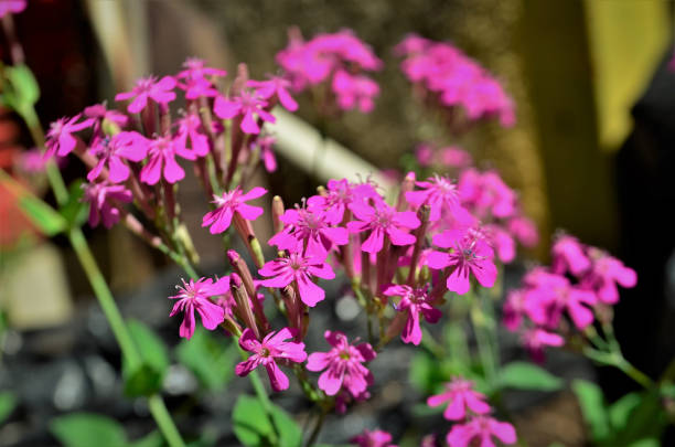 150 NODDING CATCHFLY SEEDS | SALE FREE SHIPPING NON GMO HEIRLOOM