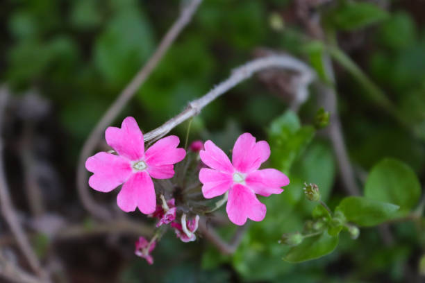 150 NODDING CATCHFLY SEEDS | SALE FREE SHIPPING NON GMO HEIRLOOM