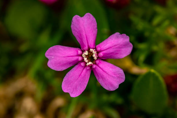 150 NODDING CATCHFLY SEEDS | SALE FREE SHIPPING NON GMO HEIRLOOM