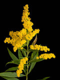 500 OLD FIELD GOLDENROD SEEDS | SALE FREE SHIPPING NON GMO HEIRLOOM