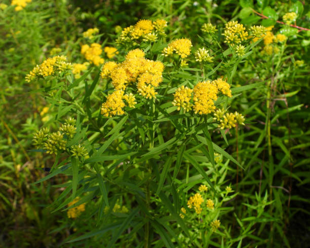 500 OLD FIELD GOLDENROD SEEDS | SALE FREE SHIPPING NON GMO HEIRLOOM