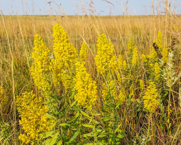 500 OLD FIELD GOLDENROD SEEDS | SALE FREE SHIPPING NON GMO HEIRLOOM