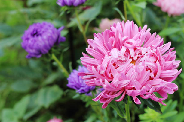 200 POWDER PUFF CHINA  ASTER SEED MIX | SALE FREE SHIPPING NON GMO HEIRLOOM