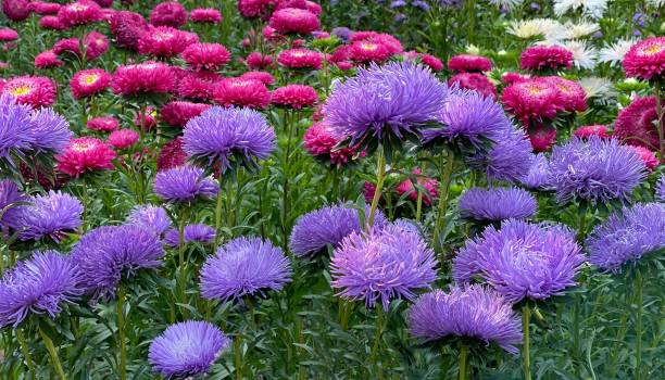 200 POWDER PUFF CHINA ASTER SEED MIX | SALE FREE SHIPPING NON GMO HEIRLOOM