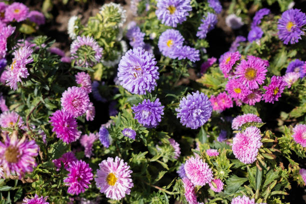 200 POWDER PUFF CHINA  ASTER SEED MIX | SALE FREE SHIPPING NON GMO HEIRLOOM
