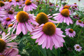200 PURPLE CONEFLOWER SEEDS | SALE FREE SHIPPING NON GMO HEIRLOOM
