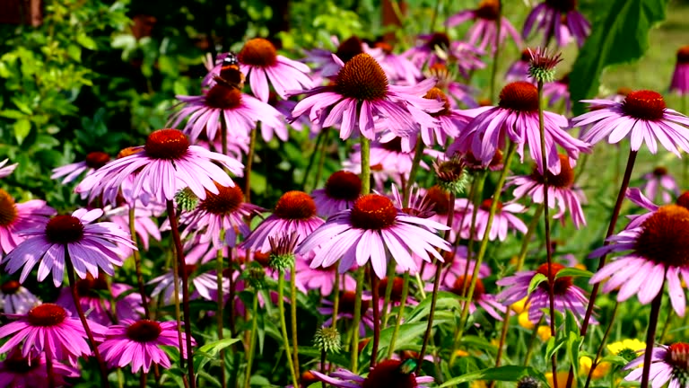 200 PURPLE CONEFLOWER SEEDS | SALE FREE SHIPPING NON GMO HEIRLOOM