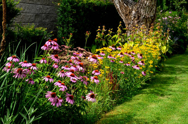 200 PURPLE CONEFLOWER SEEDS | SALE FREE SHIPPING NON GMO HEIRLOOM