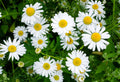 500 ROMAN CHAMOMILE SEEDS | SALE FREE SHIPPING NON GMO