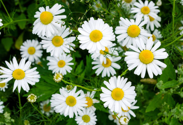 500 ROMAN CHAMOMILE SEEDS | SALE FREE SHIPPING NON GMO