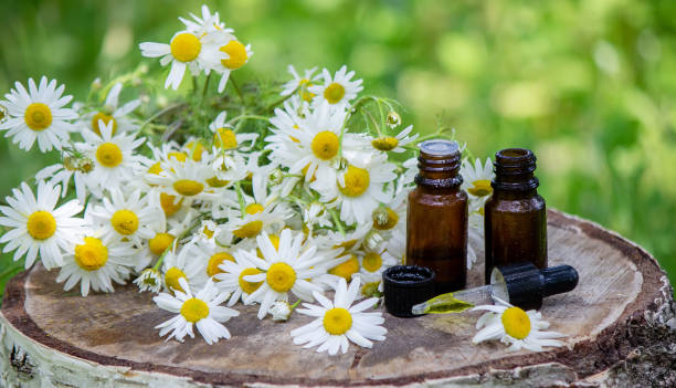 500 ROMAN CHAMOMILE SEEDS | SALE FREE SHIPPING NON GMO